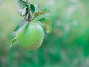 Close-up of fruit growing on tree