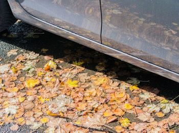 High angle view of autumn leaves on road