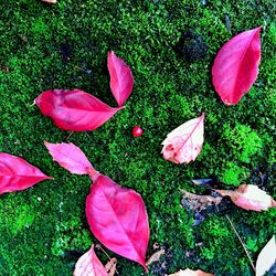 High angle view of pink flowers and leaves