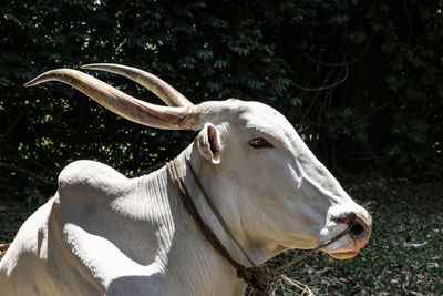 Close-up of a horse on a field