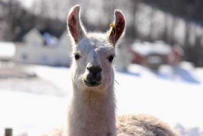 Close-up portrait of llama 