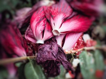 Close-up of pink flowers
