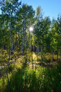 Trees by lake in forest against sky