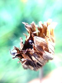 Close-up of flower