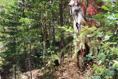 View of a forest
