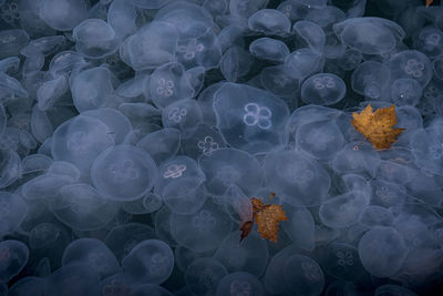 High angle view of jellyfish in sea