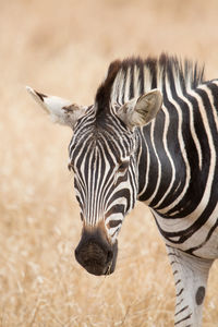 Zebras in a field