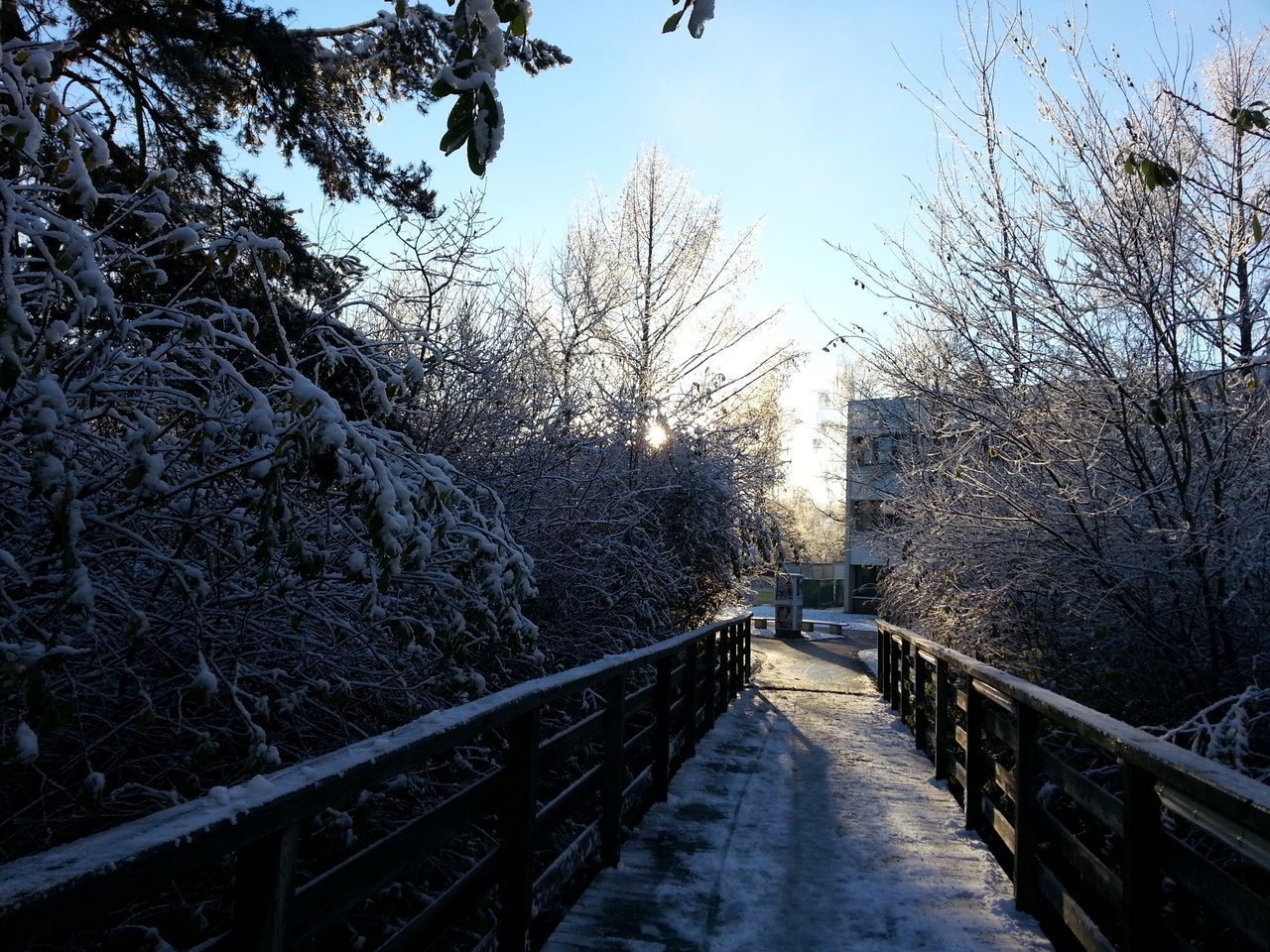 NARROW FOOTBRIDGE ALONG PLANTS AND TREES