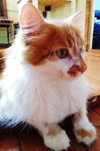 Close-up portrait of cat sitting at home