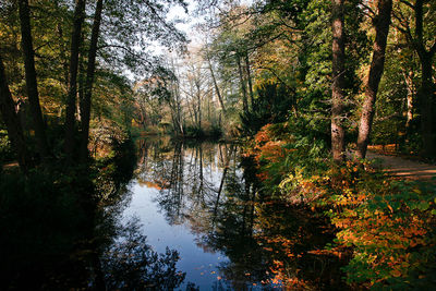 Scenic view of forest