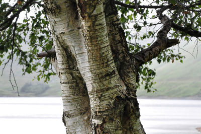 Close-up of tree trunk against plants