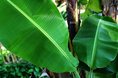 Close-up of leaf