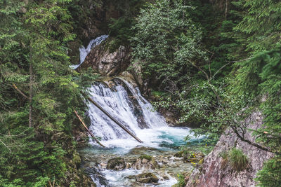 Scenic view of waterfall in forest