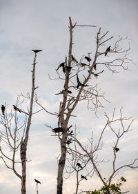 Low angle view of bare tree against sky