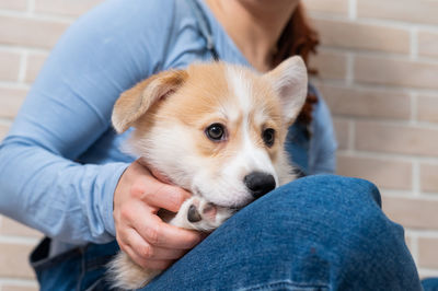 Midsection of man with dog