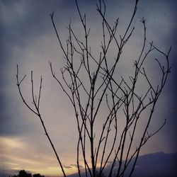 Low angle view of silhouette bare tree against sky at sunset