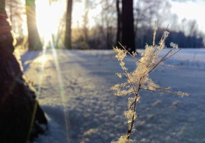 Close-up of frozen tree during winter