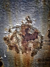 Close-up of tree trunk