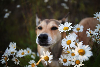 Close-up of a white dog