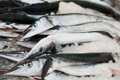 Close-up of fish for sale in market