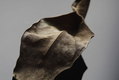 Close-up of dry leaf against white background