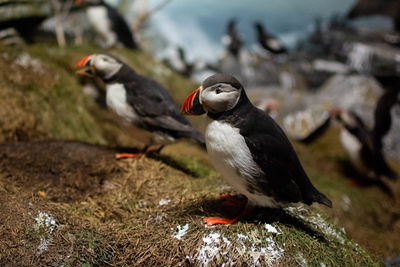 Close-up of birds perching on rock