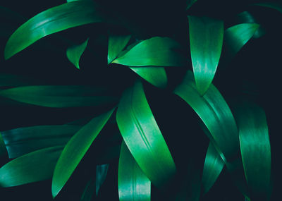 Close-up of plant against black background