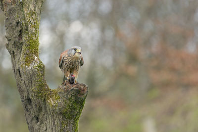 Male kestrel, falco tinnunculus, perched on a tree stump