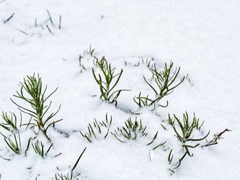 Close-up of snow on plant during winter