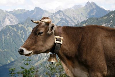 Close-up of cow in mountains