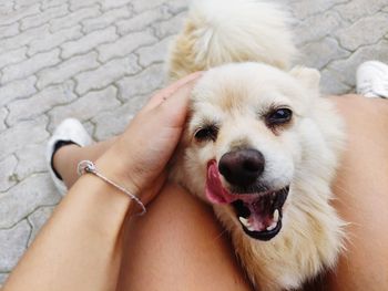 Portrait of dog sticking out tongue on hand