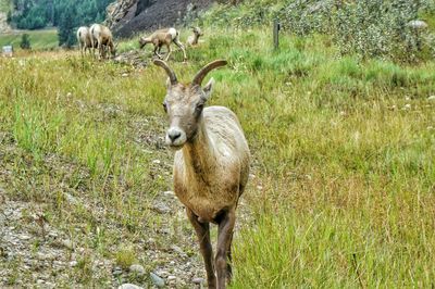 Sheep standing on field