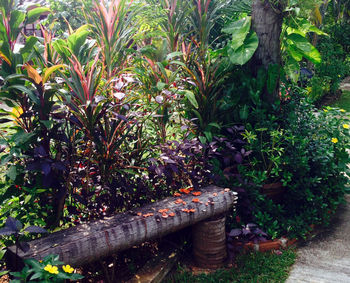 Plants growing on footpath