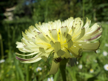 Close-up of white flowering plant