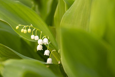 Close-up of white flowering plant