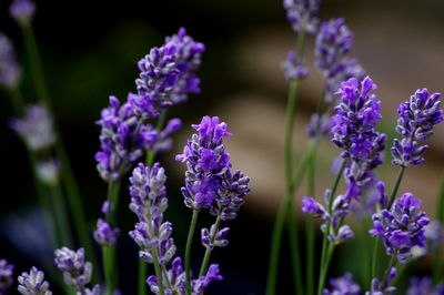 Close-up of purple flowers blooming outdoors