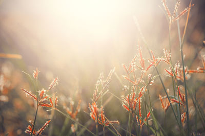 Close-up of plants growing on field against sky