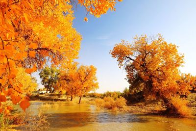 Autumn trees by river against sky