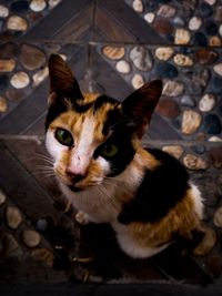 High angle portrait of cat sitting on floor