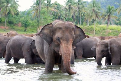 Elephants in a forest