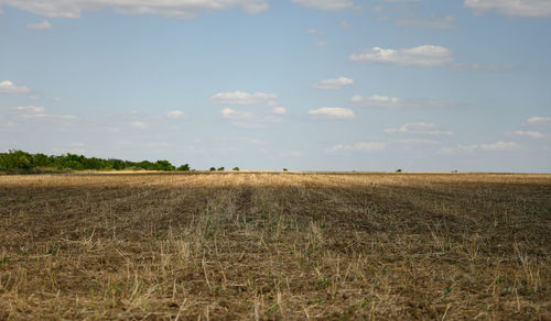 Wheat field against the sky, stems sticking out of the ground. summer day