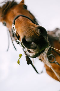 Close-up of a horse