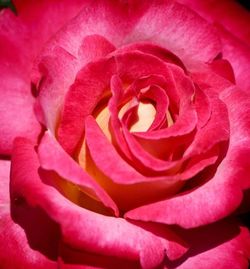 Close-up of pink rose