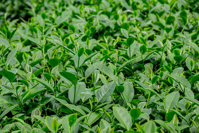 Full frame shot of fresh green leaves