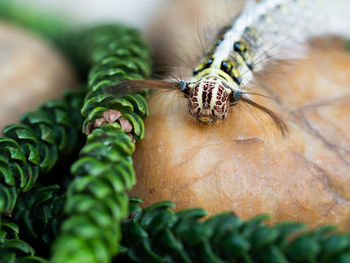 Close-up of spider