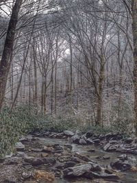 Bare trees in forest