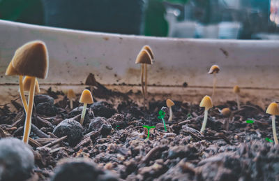 Close-up of fresh plants on field