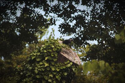 Low angle view of leaves on tree