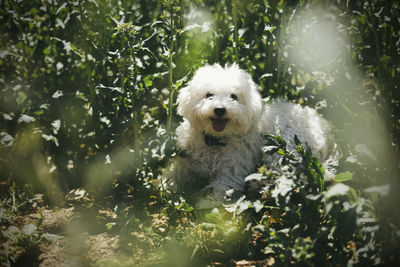 Portrait of white bolognese dog in field