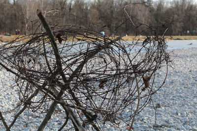 Bare tree by lake during winter